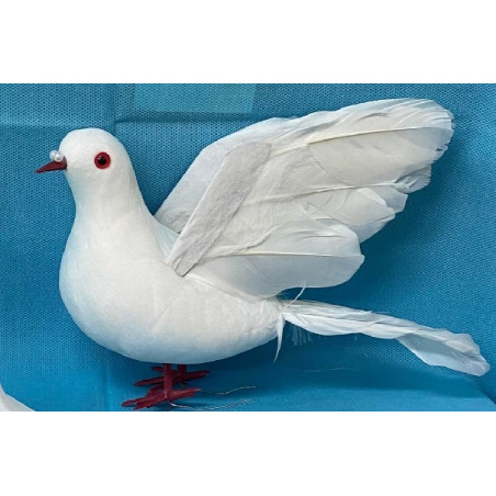 Colomba Media con piume