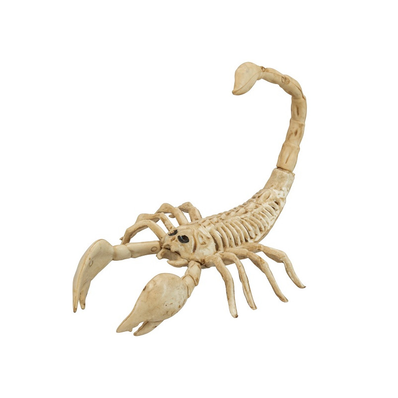 Scheletro Scorpione 30 cm