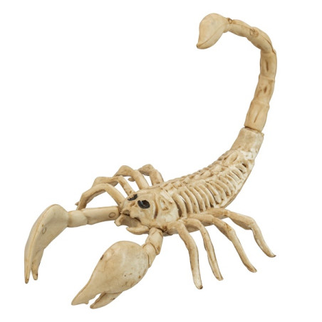Scheletro Scorpione 30 cm